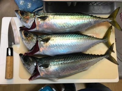 アジとサバたくさん