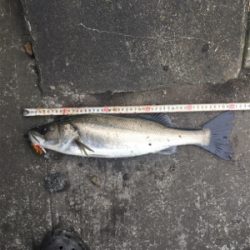 やっぱりSRクランク♪