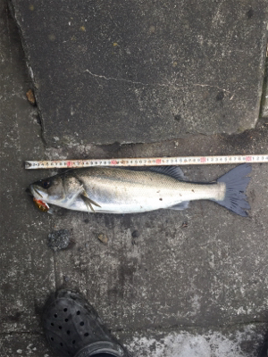 やっぱりSRクランク♪