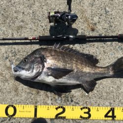 ラッキー!チヌ2枚!