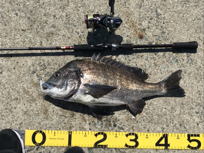 ラッキー!チヌ2枚!