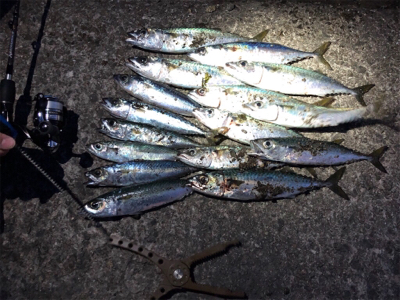 鯖祭り〜のプラッキング@福良漁港