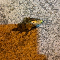 垂水漁港ナイトゲーム