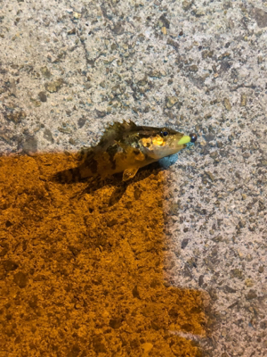 垂水漁港ナイトゲーム