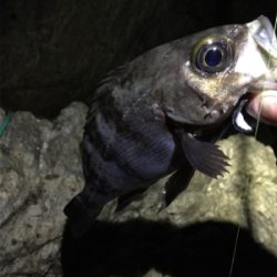 地磯メバルフロートゲーム!!!!