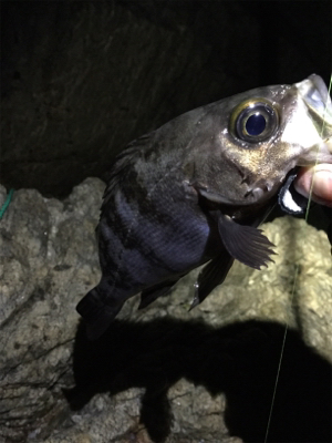 地磯メバルフロートゲーム!!!!