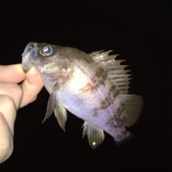 明石メバリング