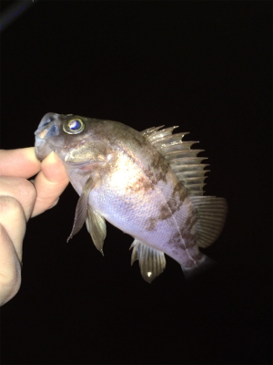 明石メバリング