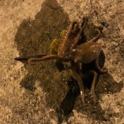 エギングで？？？