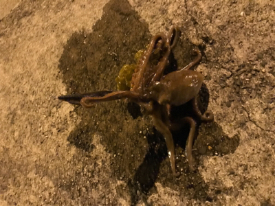 エギングで？？？