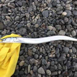 ショアプラッギング