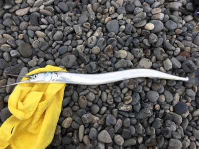 ショアプラッギング