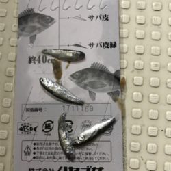 メバル サビキ