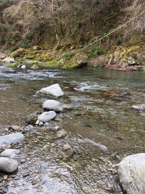今年初の渓流