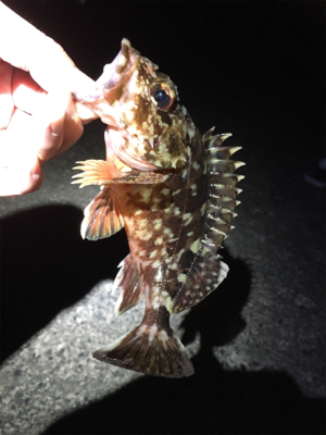 久しぶりに大漁（笑）