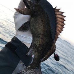 このメバルかっけぇ(`ロ´)(釣行 其の拾四)