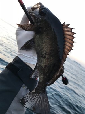 このメバルかっけぇ(`ロ´)(釣行 其の拾四)