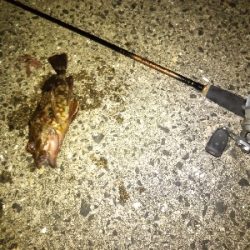 のっこみはまだのようです