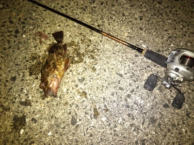 のっこみはまだのようです