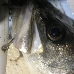 ボートシーバス