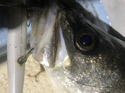 ボートシーバス