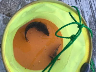 今年初ガシラ、アイナメゲット！