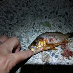 松江・多古のメバリング