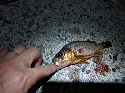 松江・多古のメバリング