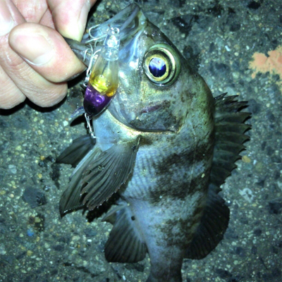 メバルプラッキング