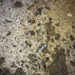 霞埠頭シーバス