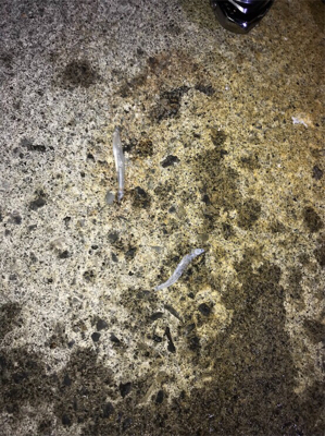 霞埠頭シーバス