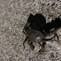 メバリングまあまあ