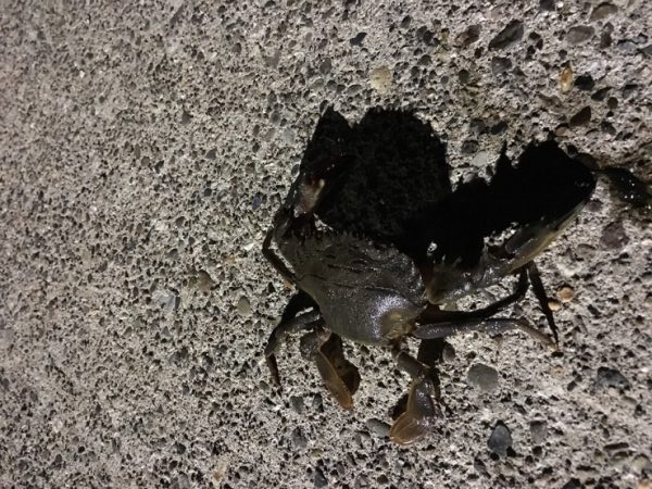 メバリングまあまあ