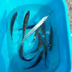 2018年3月25日釣行in呼子漁港