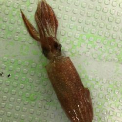 尾鷲イカメタル終盤