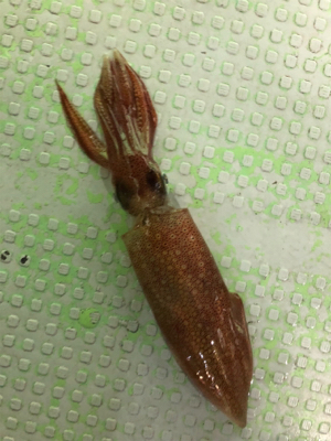 尾鷲イカメタル終盤