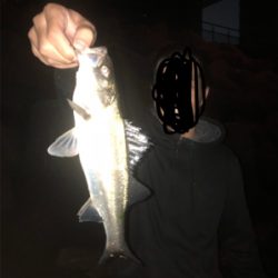 メバル狙いのはずが急遽シーバスに