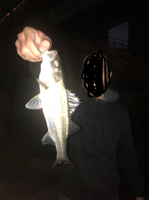 メバル狙いのはずが急遽シーバスに