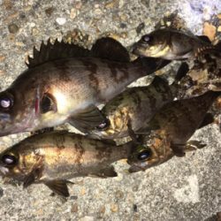 リリースサイズ数つり