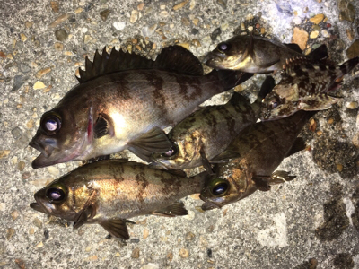 リリースサイズ数つり