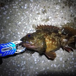 デイチヌやナイトメバリング！