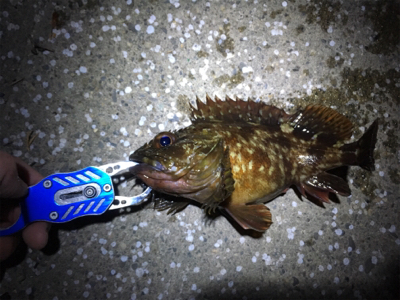 デイチヌやナイトメバリング！