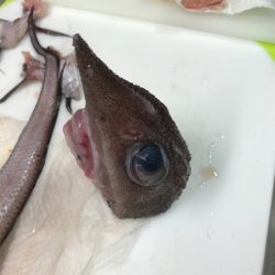 金沢八景の一之瀬丸さんからライト深場。