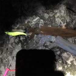 ヤリイカエギング