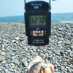 海陽町でメジロ