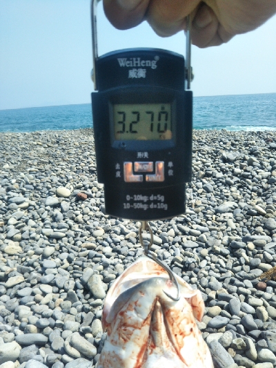 海陽町でメジロ