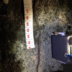 陸っぱりからハモ？