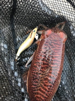 産卵シーズン個体狙いのコウイカランガンエギ…