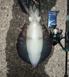 久々のイカ釣り