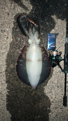 久々のイカ釣り